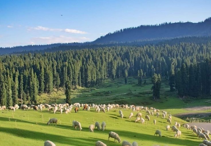 4N/5D Kashmir ( Gurez Valley )